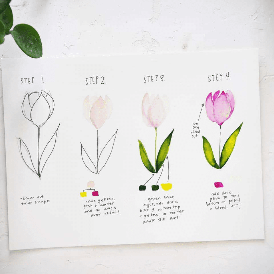 Поэтапный рисунок тюльпана