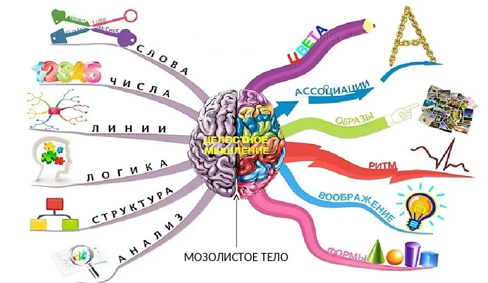 Принципы работы полушарий мозга в форме интеллект-карты